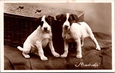 Jack russel pups for sale  DERBY