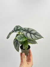 Alocasia silver dragon for sale  LONDON