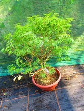 2ft inc. pot for sale  OXFORD