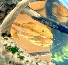 super red bristlenose plecos for sale  Belle Glade