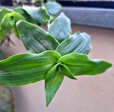 Callisia multiflora tradescant gebraucht kaufen  Hannover