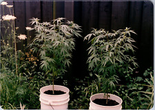 Ph49 marijuana pot for sale  South Charleston