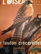 Oiseau mag faucon d'occasion  Grenoble-