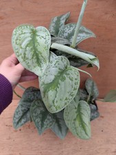 Scindapsus trebie exotica for sale  CHIPPENHAM