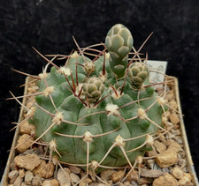Gymnocalycium aff moserianum gebraucht kaufen  Michendorf