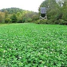 Deer greens sugar for sale  Sikeston