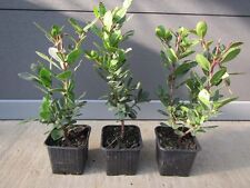 Arbutus unedo westl gebraucht kaufen  Wuppertal