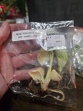 plant monstera deliciosa for sale plant monstera deliciosa for sale Pittsburgh