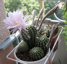 Echinopsis multiplex graines d'occasion  Expédié en France