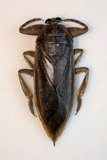 Lethocerus sp. 71mm for sale  WOKING