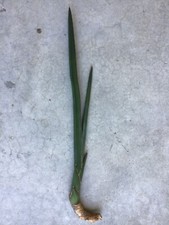 Dracaena hanningtonii sansevie for sale  Boynton Beach