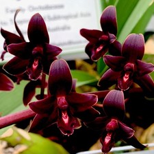 Cymbidium black pearl usato  Spedire a Italy