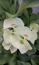 crown thorns for sale crown thorns for sale Cleveland