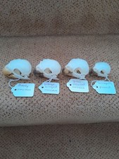 Taxidermy skeletons bones for sale  SAXMUNDHAM