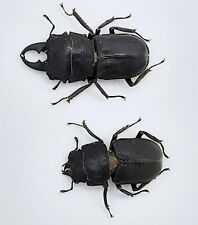 Lucanidi gnaphaloryx opacus usato  Spedire a Italy