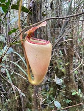 Nasiona Nepenthes pilosa, świeżo zebrane, jeden strąk. na sprzedaż  Wysyłka do Poland