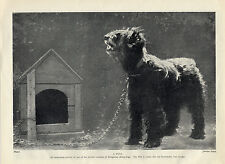 hungarian puli for sale hungarian puli for sale COLEFORD