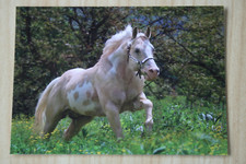 pinto pferd gebraucht kaufen pinto pferd gebraucht kaufen Berlin