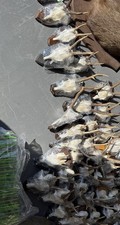 Large selection roe for sale  SOLIHULL