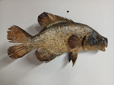 Vintage black crappie for sale  Cassville