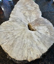 Rare spalted big for sale  Camas