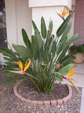 20in organic usa for sale  Sunnyvale
