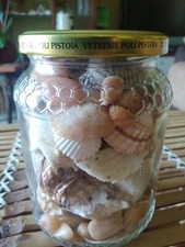 Lotto conchiglie coralli usato  Bresso