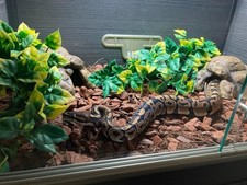 Vivarium kit juvenile for sale  BRACKNELL