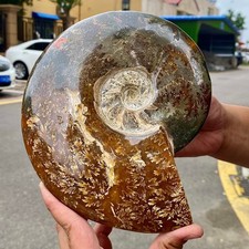 Conchiglia mare lucida usato  Spedire a Italy