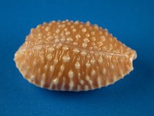 Cypraea granulata glossy for sale  Kapolei