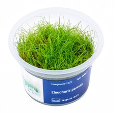 Eleocharis parvula nadelsimse gebraucht kaufen  Neustadt/Dosse
