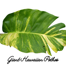 Node giant golden for sale  USA