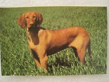 Chien braque hongrois. d'occasion  Marseille XIII