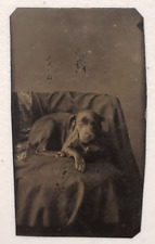 Antique 1860s ferrotype for sale  Park River