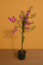 Bougainvillea drillingsblume 1 gebraucht kaufen  Paderborn