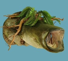 Präparat fischpräparat wels gebraucht kaufen Präparat fischpräparat wels gebraucht kaufen  Erkenbrechtsweiler