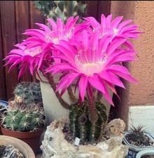 Echinopsis maria piazza. usato  Medolla