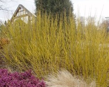 Buds yellow twig for sale  Pelzer