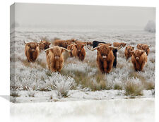 Herd highland cows for sale  WINSFORD