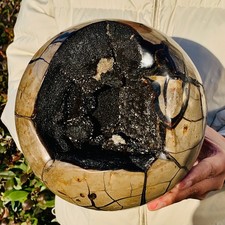 15.27lb natural turtle for sale  Burlington