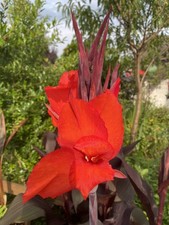 Premium hohe canna gebraucht kaufen  Duisburg