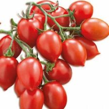 Pomodoro principe borghese usato  Reggio Calabria