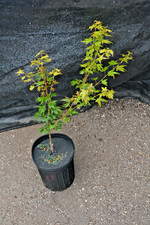 Acer palmatum koto for sale  Newport