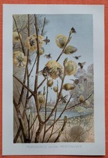 Frühlingsbild dem insektenleb gebraucht kaufen  Lauenburg/ Elbe