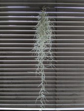 Bushy spanish moss for sale  BASINGSTOKE