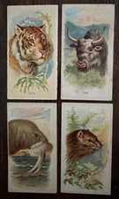 Usado, 1888 Allen & Ginter Animais Selvagens do Mundo IAQUE TIGRE MORSA PORCO-ESPINHO - BOM comprar usado  Enviando para Brazil