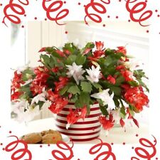 Red white christmas for sale  Menifee