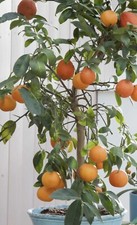 Mandarinenbaum bst strauch gebraucht kaufen  Halle