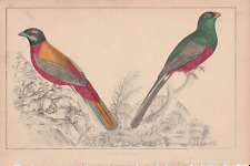 1840 Antigo Estampa Colorida à Mão Araponga Pássaro de Verão e Corvo de Frutas de Peito Vermelho comprar usado  Enviando para Brazil
