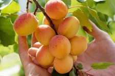 Hardy apricot edible for sale  Weyauwega